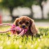Pets for Sales in New Jersey USA